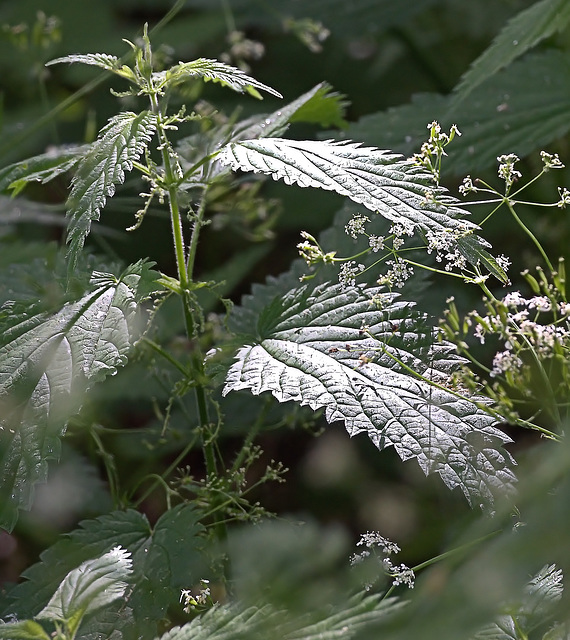 "Honeydewed"Leaves Caught In The Sun