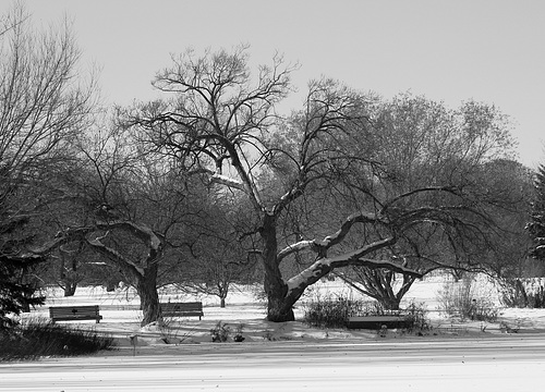 cold black & white friday