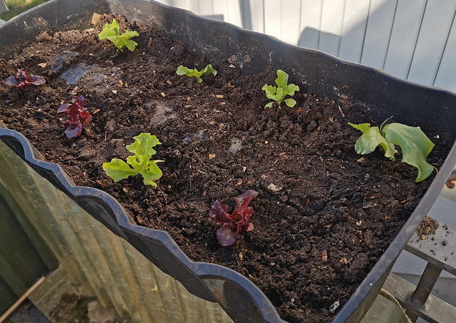 Salate ohne Schnecken - salato sen helikoj