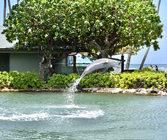 at the Dolphin Lagoon - Kahala Hotel
