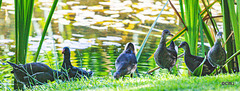 The Moorhen family on the pond