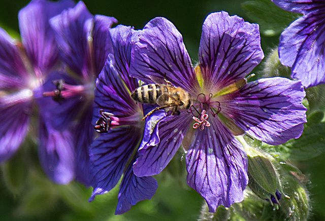 20200527 3917VRAw [D~LIP] Kaukasischer Storchschnabel (Geranium ibericum), Honigbiene, UWZ, Bad Salzuflen