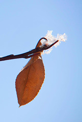 frost and leaf