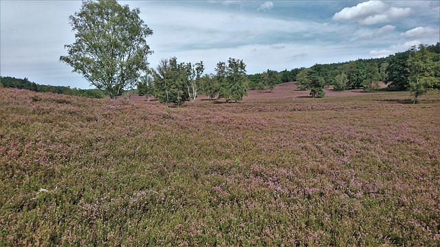 Fischbeker Heide