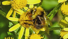 20230713 1770CPw [D~LIP] Jakobs-Greiskraut, Wiesenhummel (Bombus pratorum), Bad Salzuflen