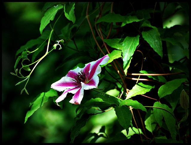 Clematis