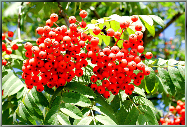 Beeren der Eberesche.  ©UdoSm