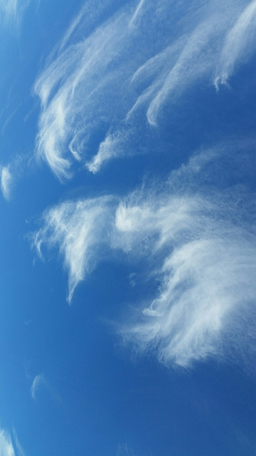 mares' tails