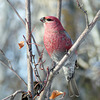 Pine Grosbeak male / Pinicola enucleator