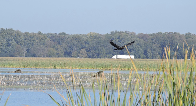 Juvenile Bald Eagle