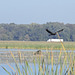 Juvenile Bald Eagle