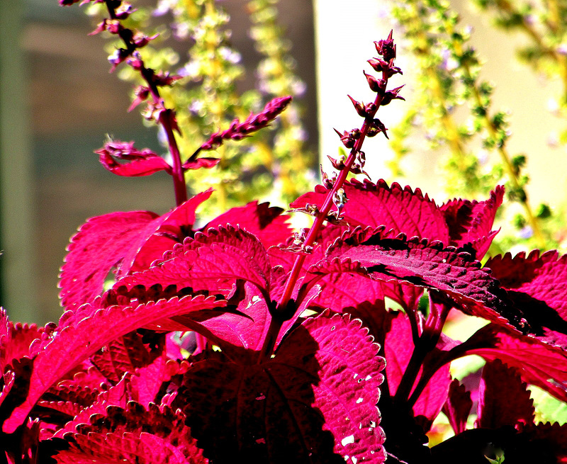 #25 - Eunice Perkins - Leaves Are Beautiful Too - 45̊ 0points