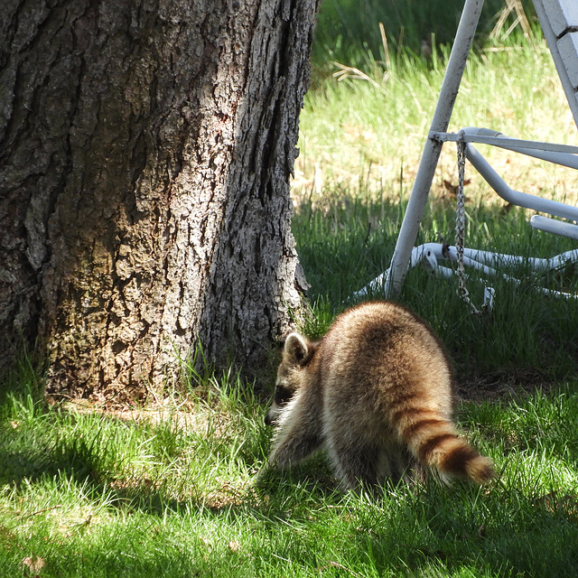 Day 2, another Raccoon, Rondeau PP