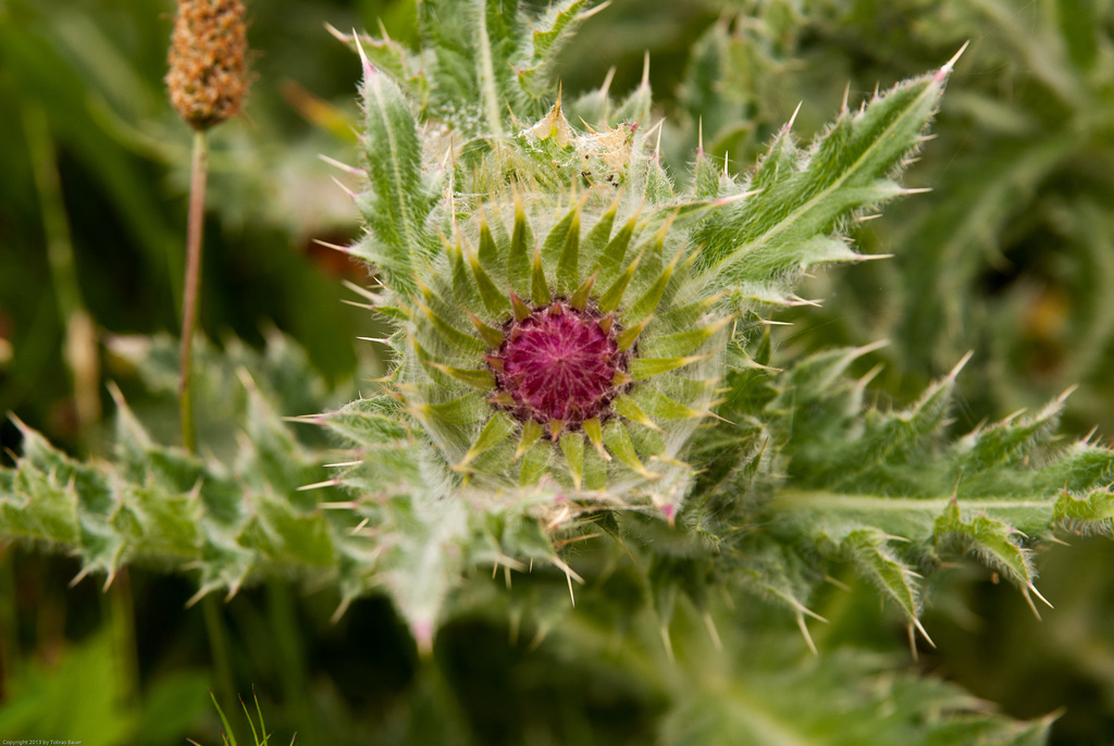 Silberdistel