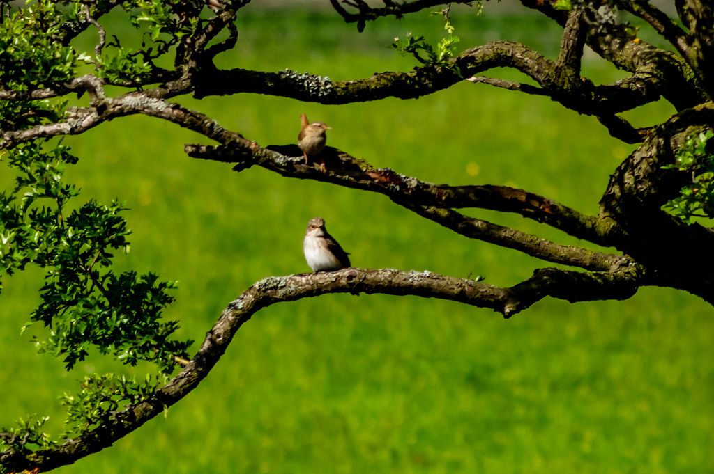 Spotted Flycatcher - spotted by the Wren!