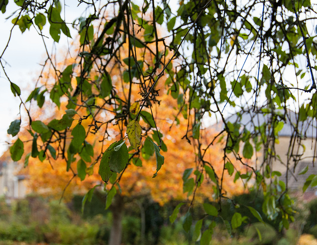 Autumn is Orange