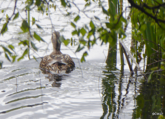 Mallard mother on the pond