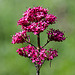 20200527 3930VRAw [D~LIP] Rote Spornblume (Centranthus ruber), UWZ, Bad Salzuflen
