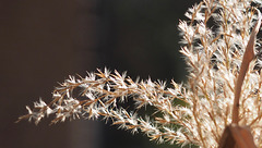 Stipa Grass