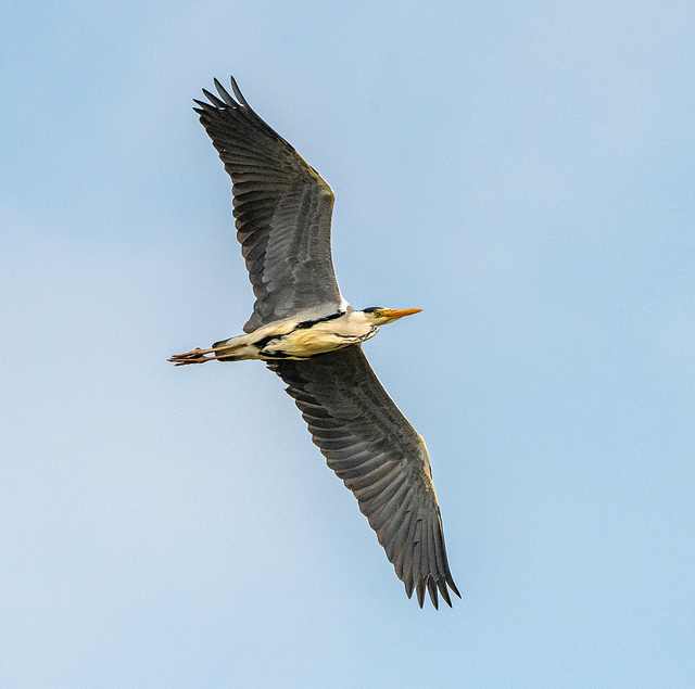 Heron