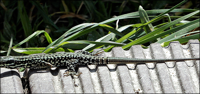 un lézard breton