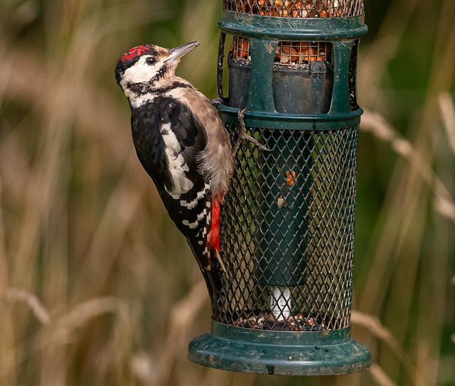 Great spotted woodpecker