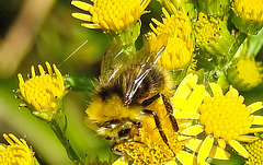 20230713 1771CPw [D~LIP] Jakobs-Greiskraut, Wiesenhummel (Bombus pratorum), Bad Salzuflen