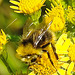 20230713 1771CPw [D~LIP] Jakobs-Greiskraut, Wiesenhummel (Bombus pratorum), Bad Salzuflen