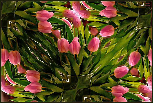 ~ Tulips from Holland ~