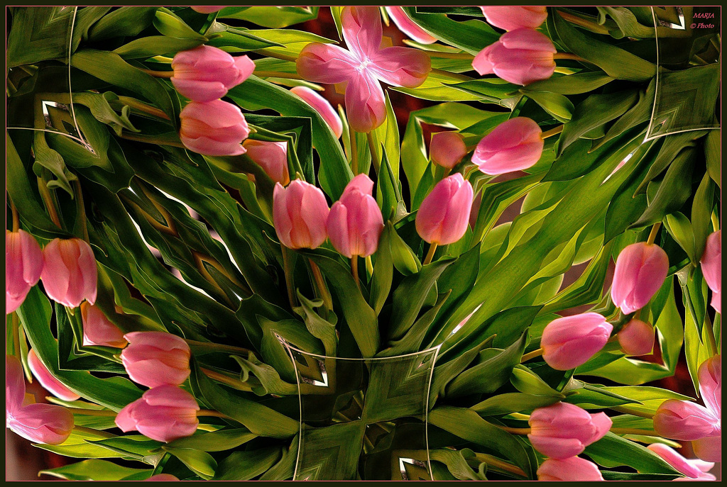 ~ Tulips from Holland ~