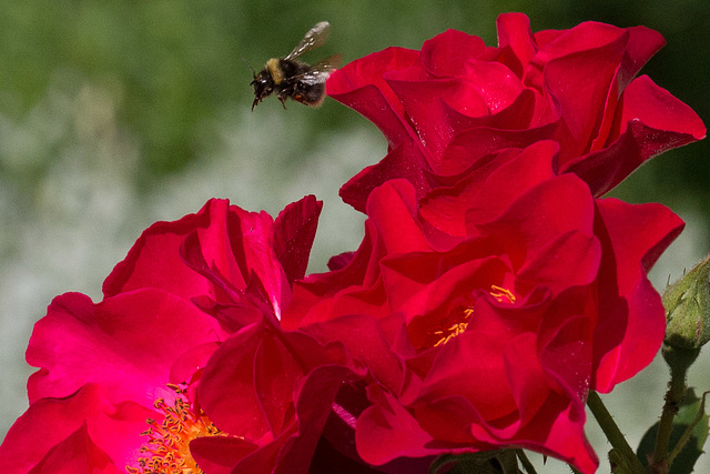 Landeanflug ++ landing