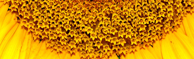 Sunflowers at the Byker City Farm