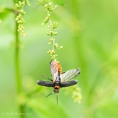 Soldier Beetle