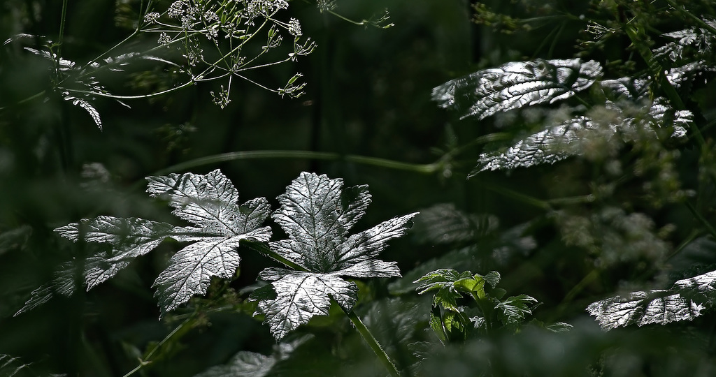 "Honeydewed"Leaves Caught In The Sun