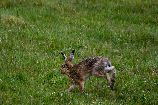 Brown Hare