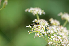 Hoverfly macro (2)