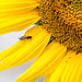 20150726 8410VRAw [D~RI] Sonnenblume, Schwebfliege (Melanostoma acalare), Rinteln
