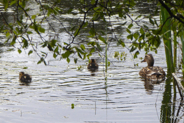 Mallard with two of her nine ducklings on the pond this morning