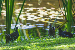 The Moorhen family on the pond