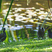 The Moorhen family on the pond