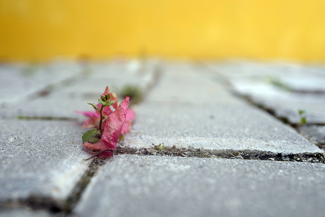 Weed at my doorstep!