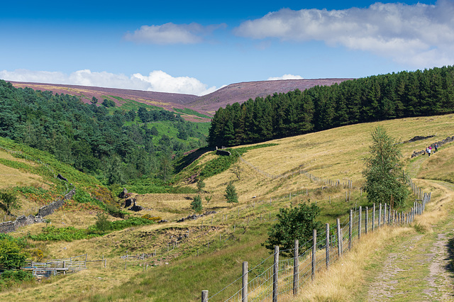 Arnfield track to Tintwistle Knarr (1 of 7)