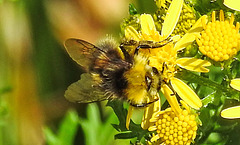 20230713 1772CPw [D~LIP] Jakobs-Greiskraut, Wiesenhummel (Bombus pratorum), Bad Salzuflen