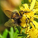 20230713 1772CPw [D~LIP] Jakobs-Greiskraut, Wiesenhummel (Bombus pratorum), Bad Salzuflen