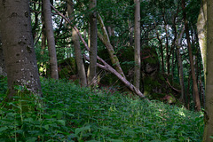 Auf dem Ernstberg in Hinterweiler in der Eifel