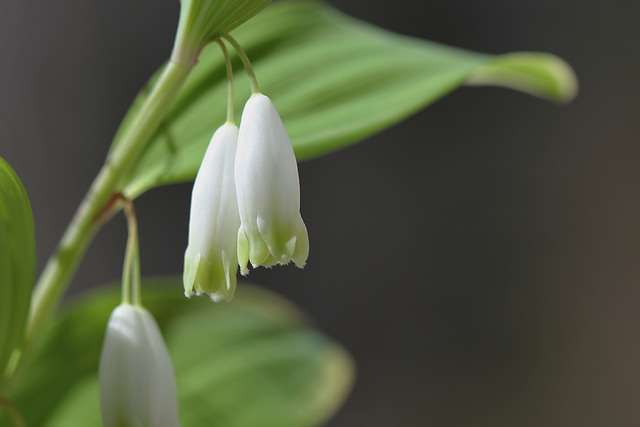 Polygonatum falcatum 'Variegatum'