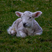 Lamb at rest