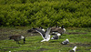 20190612 5049CPw [R~GB] Kanadagans, Heringsmöwe, Krauser Rollfarn (Cryptogramma crispa), Skomer, Wales