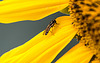 20150726 8415VRAw [D~RI] Sonnenblume, Matte Schwarzkopfschwebfliege (Melanostoma scalare), Rinteln