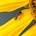 20150726 8415VRAw [D~RI] Sonnenblume, Matte Schwarzkopfschwebfliege (Melanostoma scalare), Rinteln